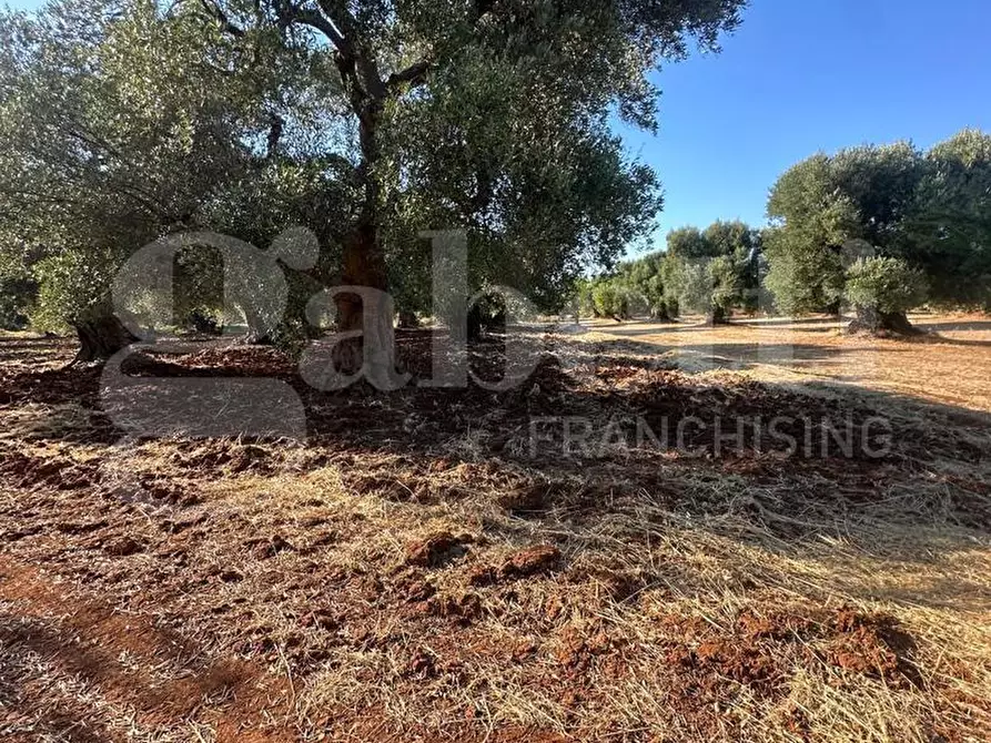 Immagine 8 di Terreno agricolo in vendita  in Contrada San Lorenzo a Ostuni