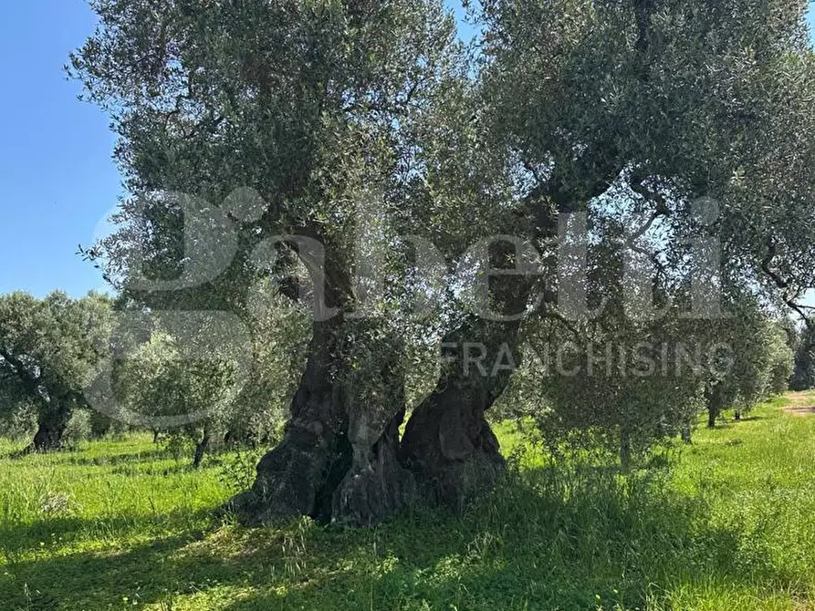 Immagine 3 di Terreno agricolo in vendita  in Contrada Impisi, sn a Ostuni