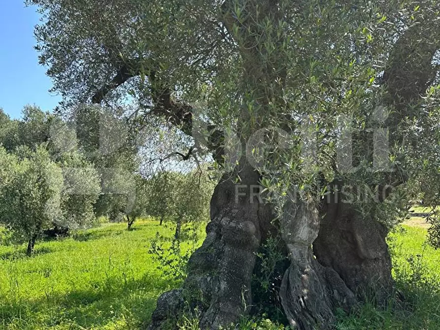 Immagine 11 di Terreno agricolo in vendita  in Contrada Impisi, sn a Ostuni