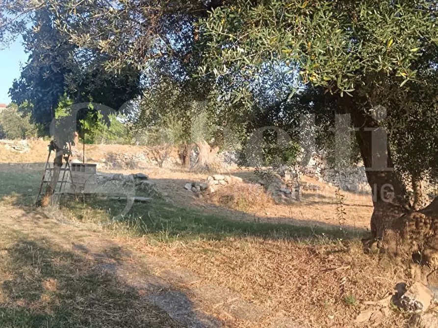 Immagine 5 di Terreno residenziale in vendita  in Via ROSSINI, SNC a Crispiano