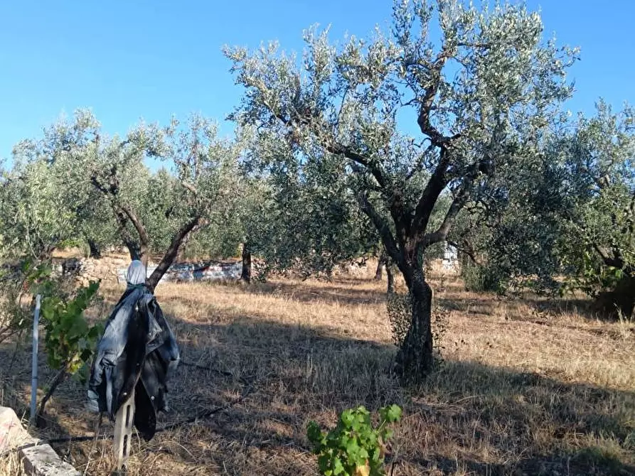 Immagine 14 di Terreno agricolo in vendita  in Strada VICINALE CRISPIANO MONTETERMITI, SNC a Crispiano