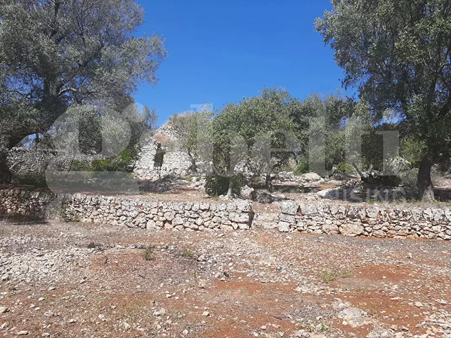 Immagine 11 di Terreno agricolo in vendita  in Contrada la chiusa, sn a Ostuni