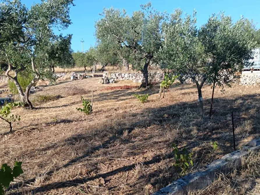 Immagine 13 di Terreno agricolo in vendita  in Strada VICINALE CRISPIANO MONTETERMITI, SNC a Crispiano