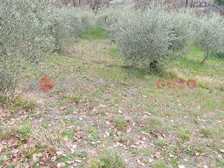Immagine 2 di Terreno agricolo in vendita  in Via frazione Morgnano a Spoleto
