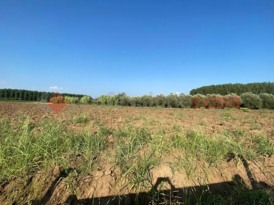 Immagine 18 di Terreno agricolo in vendita  in LocalitÃ  Starzella, SNC a Falciano Del Massico