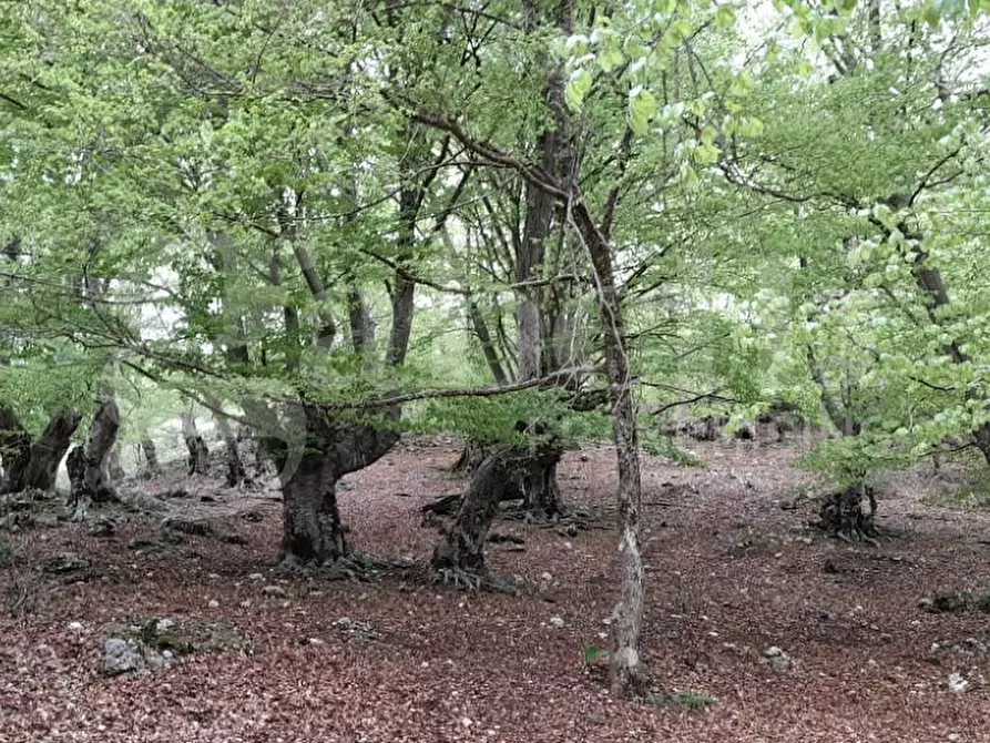 Immagine 1 di Terreno agricolo in vendita  in LocalitÃ  Valle Franca e Petreta, snc a Montelanico