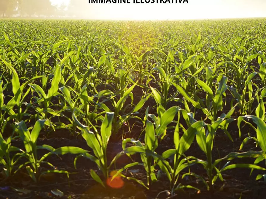 Immagine 1 di Terreno agricolo in vendita  in Via CA' PASQUA- VIA PUNTA GORZONE, 00 a Chioggia
