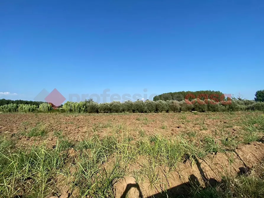 Immagine 20 di Terreno agricolo in vendita  in LocalitÃ  Starzella, SNC a Falciano Del Massico