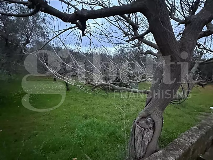 Immagine 25 di Villa in vendita  in Contrada Lamacoppa piccola, sn a Ostuni