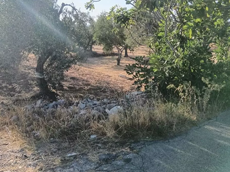 Immagine 15 di Terreno agricolo in vendita  in Strada VICINALE CRISPIANO MONTETERMITI, SNC a Crispiano