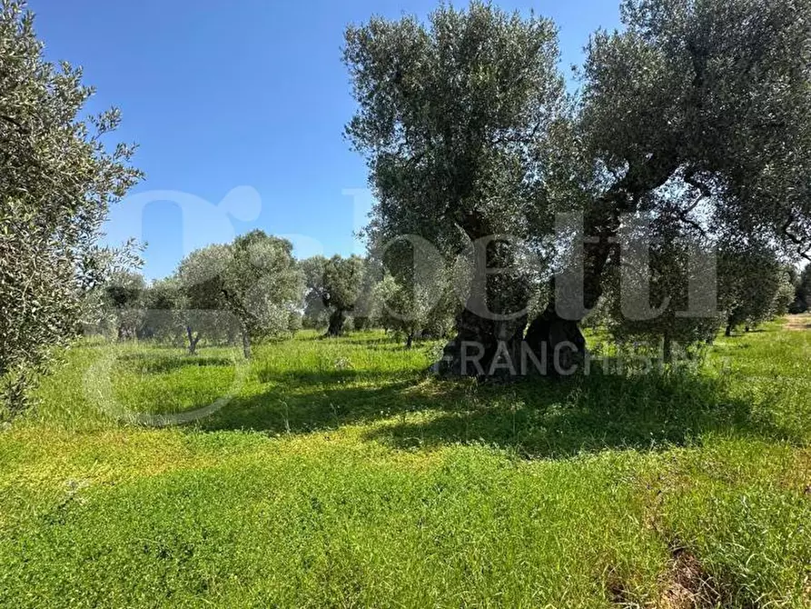 Immagine 1 di Terreno agricolo in vendita  in Contrada Impisi, sn a Ostuni