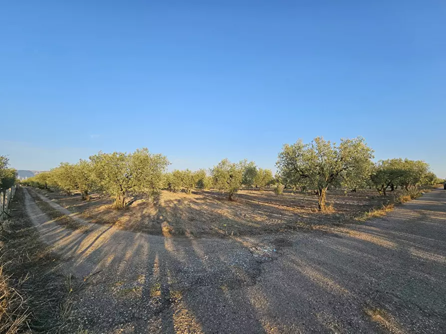 Immagine 4 di Terreno agricolo in vendita  in Contrada Vignali a San Severo