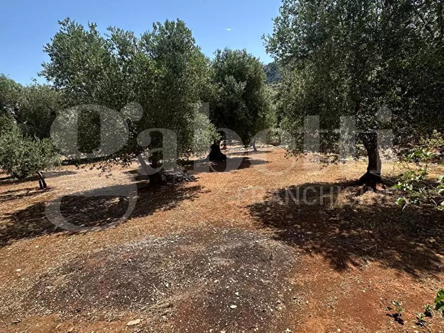 Immagine 9 di Terreno agricolo in vendita  in Contrada Morrone a Ostuni