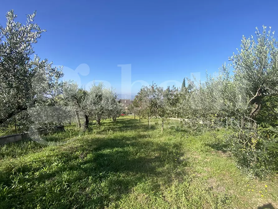Immagine 4 di Terreno residenziale in vendita  in Via DELLE GINESTRE, 1 a Assisi