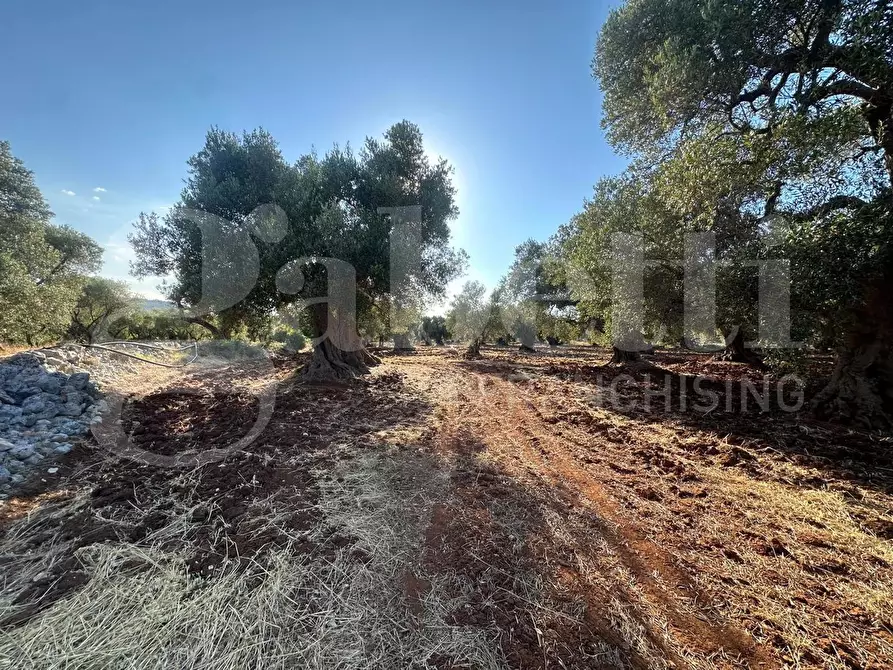 Immagine 7 di Terreno agricolo in vendita  in Contrada San Lorenzo a Ostuni