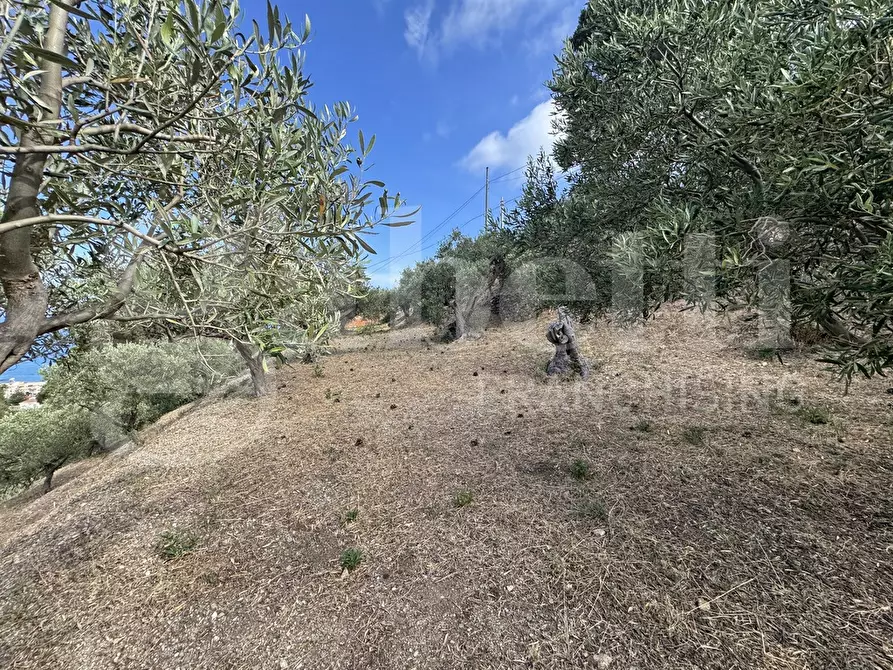 Immagine 5 di Terreno agricolo in vendita  in Contrada grancabella, SNC a Messina