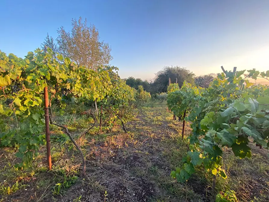 Immagine 1 di Terreno agricolo in vendita  in Via Luigi Palmieri, 37 a San Sebastiano Al Vesuvio