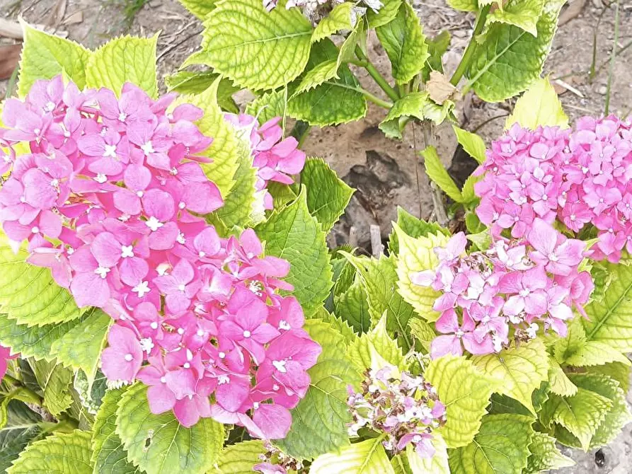Immagine 23 di Villetta a schiera in vendita  in Via Leopoldo Cupido, 16 a Scalea