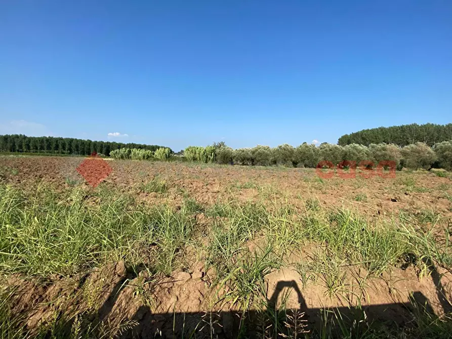 Immagine 8 di Terreno agricolo in vendita  in LocalitÃ  Starzella, SNC a Falciano Del Massico