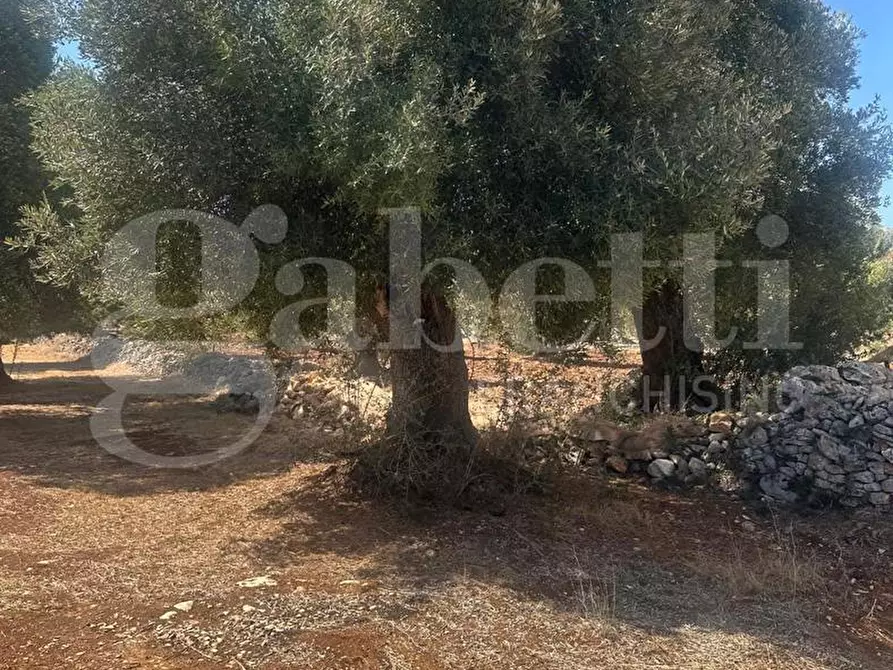 Immagine 5 di Terreno agricolo in vendita  in Contrada Casalino, sn a Ostuni