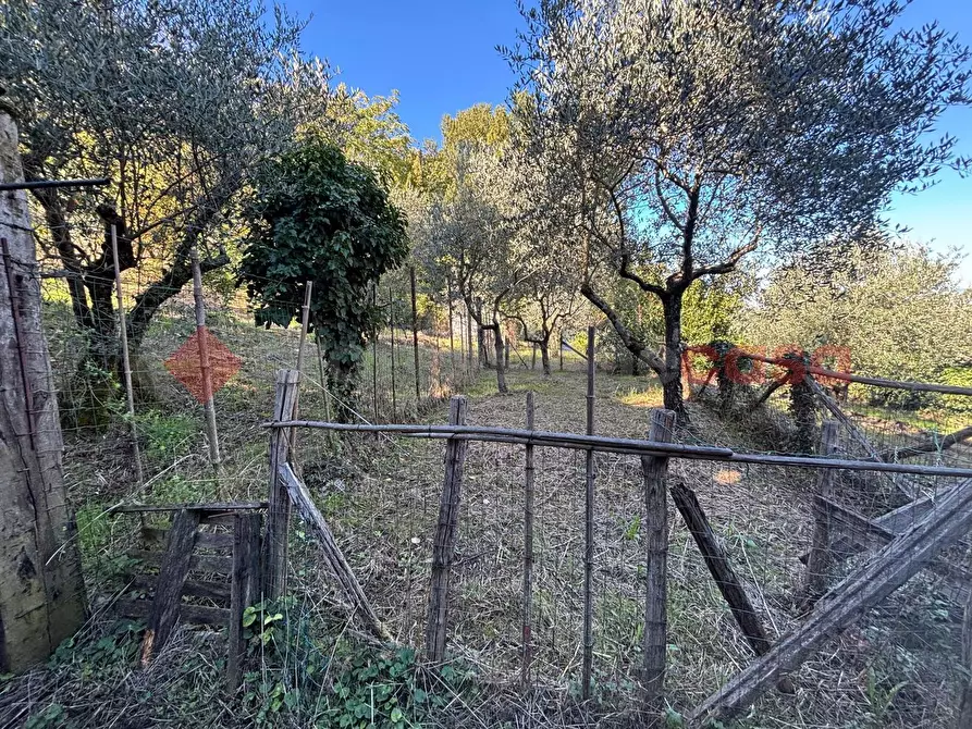 Immagine 4 di Terreno agricolo in vendita  in Via Vignali, snc a Sgurgola
