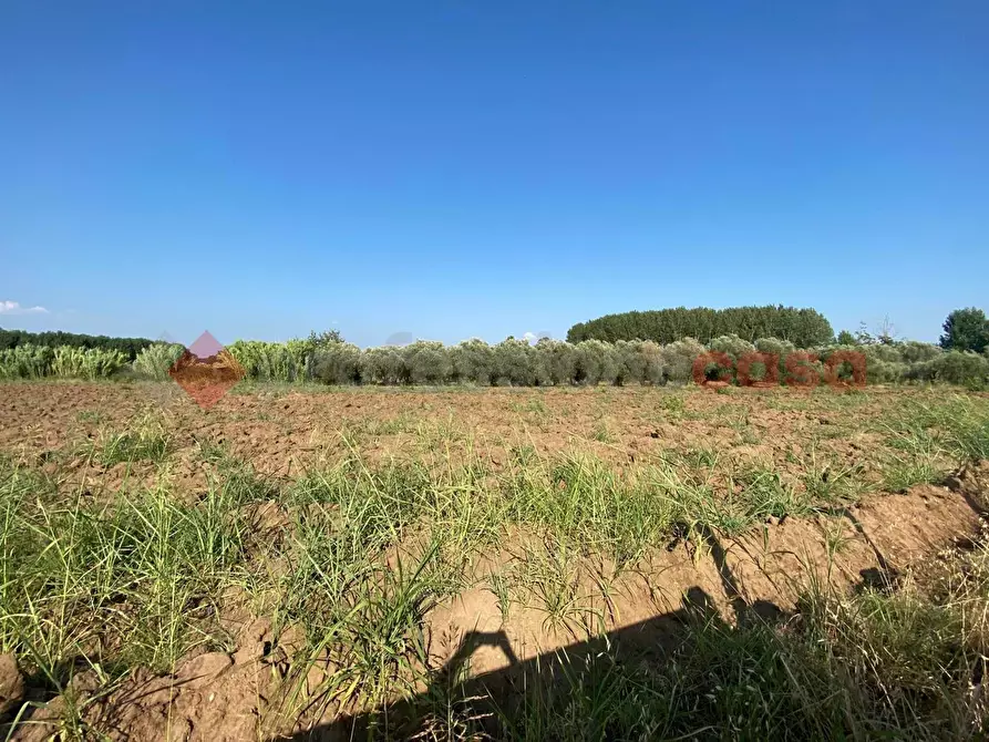 Immagine 27 di Terreno agricolo in vendita  in LocalitÃ  Starzella, SNC a Falciano Del Massico