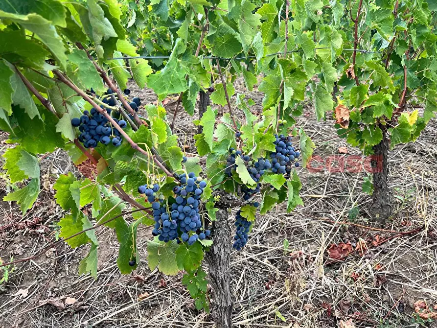 Immagine 9 di Terreno agricolo in vendita  in Contrada GORIZZE, SNC a Barile