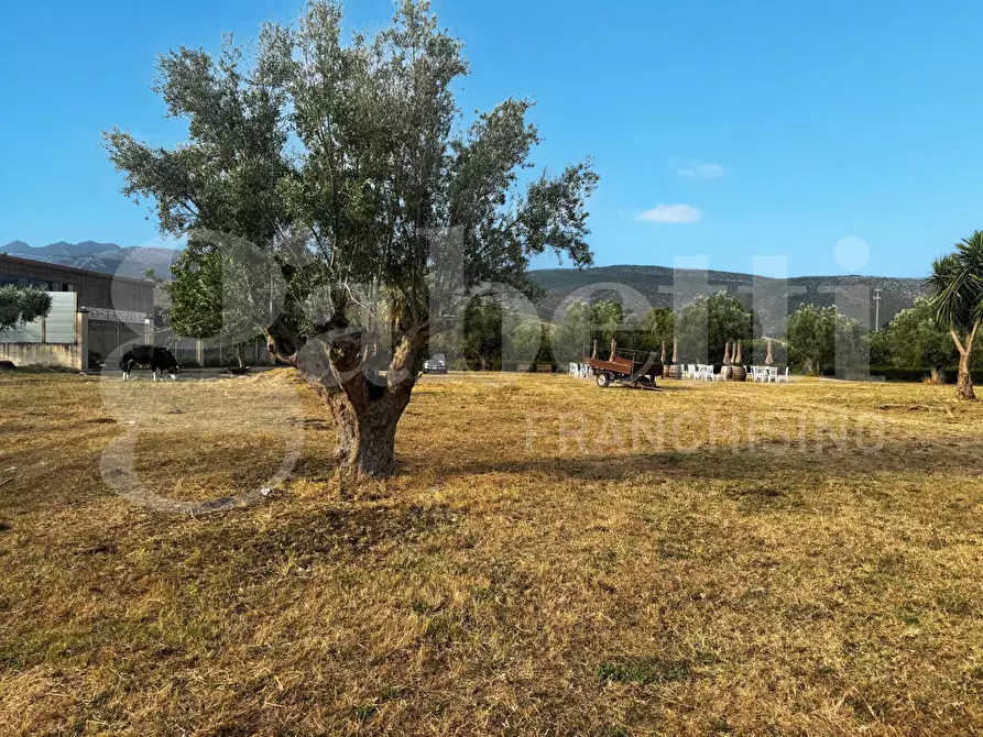 Immagine 3 di Azienda agricola in vendita  in LocalitÃ  Monticello a Pastorano