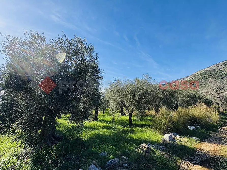 Immagine 4 di Terreno agricolo in vendita  in Via SELVOTTA, 40 a Terracina