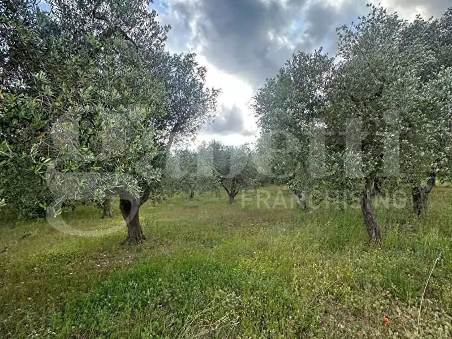 Immagine 1 di Terreno agricolo in vendita  in Contrada Malandrino, sn a Ostuni