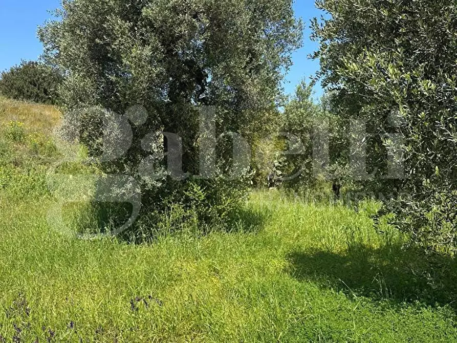 Immagine 6 di Terreno agricolo in vendita  in Contrada Impisi, sn a Ostuni