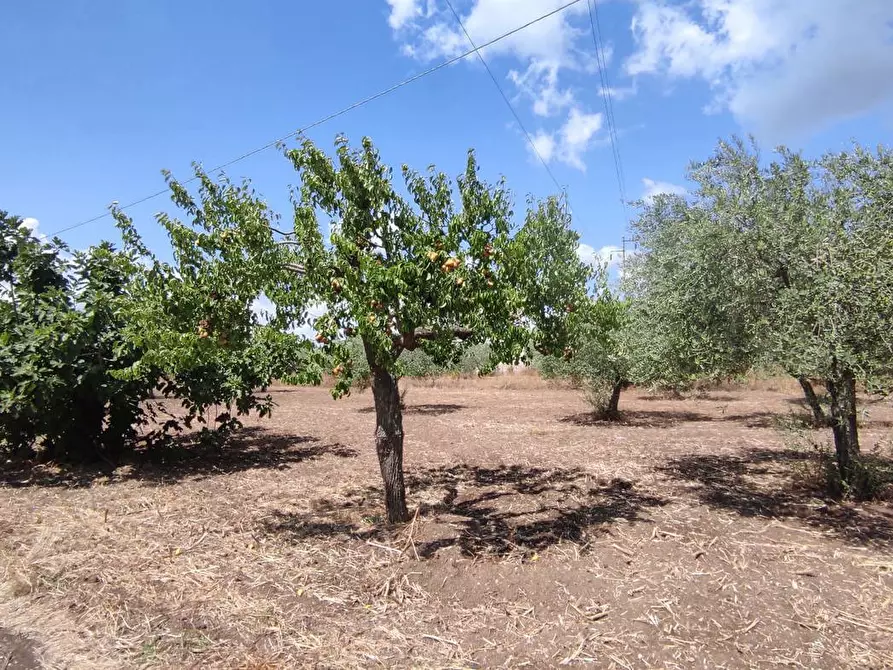 Immagine 15 di Terreno agricolo in vendita  in Via SAN ROCCO, SNC a San Severo