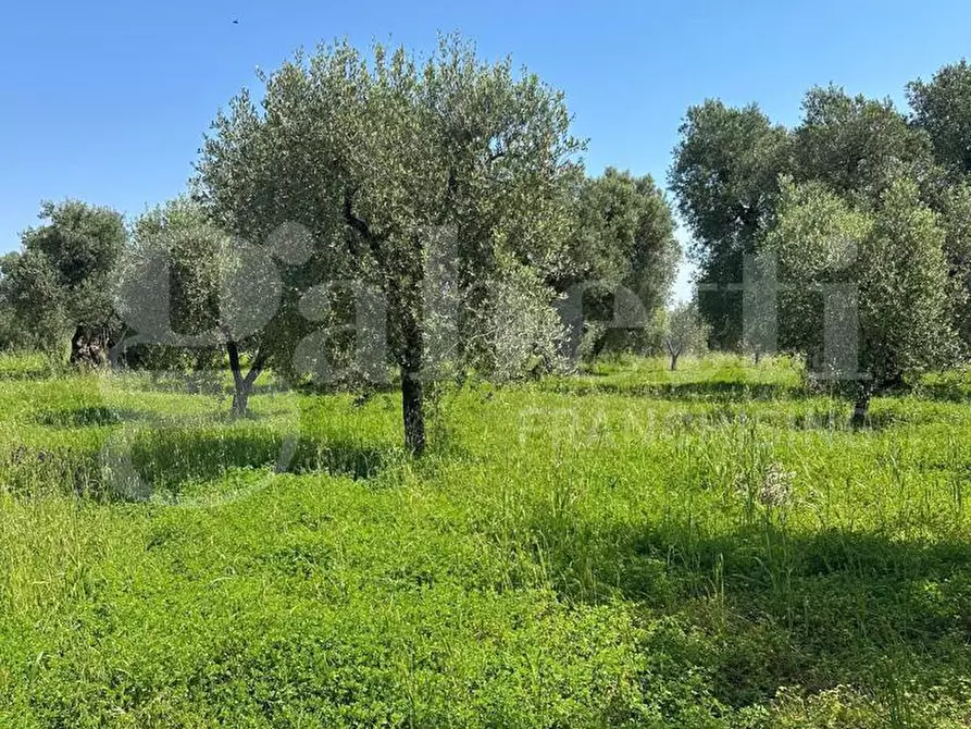 Immagine 13 di Terreno agricolo in vendita  in Contrada Impisi, sn a Ostuni