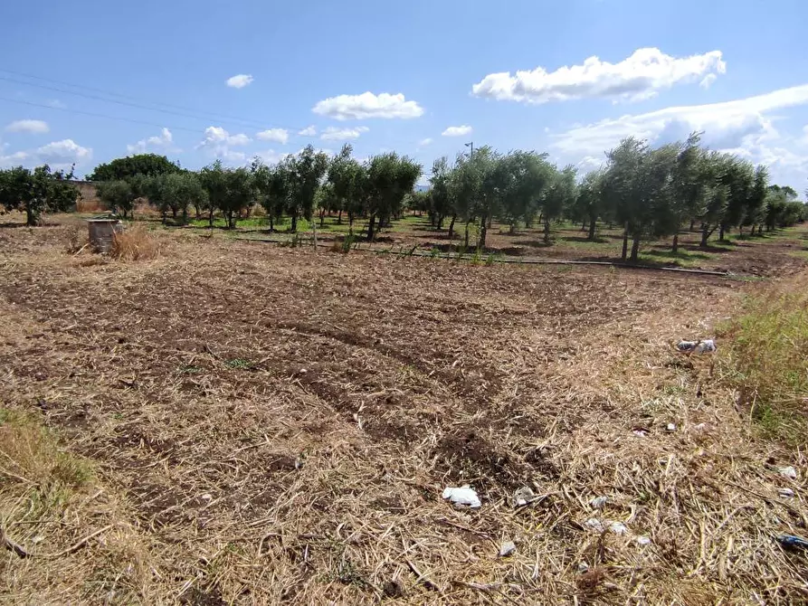 Immagine 12 di Terreno agricolo in vendita  in Via SAN ROCCO, SNC a San Severo