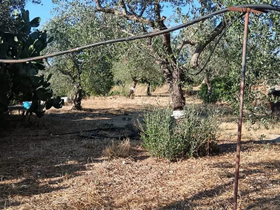 Immagine 3 di Terreno agricolo in vendita  in Strada VICINALE CRISPIANO MONTETERMITI, SNC a Crispiano