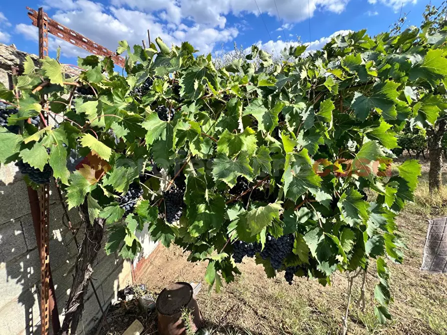 Immagine 22 di Terreno agricolo in vendita  in Contrada GORIZZE, SNC a Barile