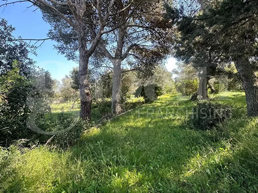 Immagine 4 di Terreno agricolo in vendita  in Contrada Urselli, sn a Ostuni