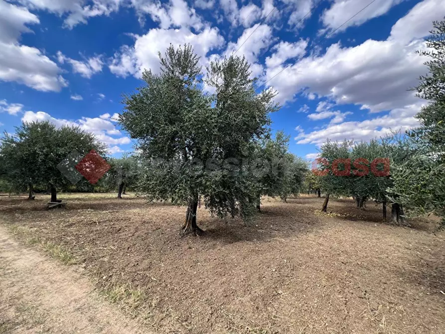 Immagine 4 di Terreno agricolo in vendita  in Contrada GORIZZE, SNC a Barile