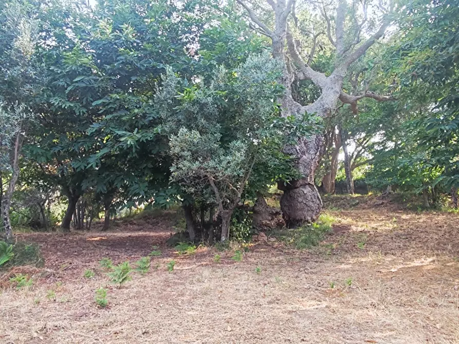 Immagine 32 di Villa in vendita  in LocalitÃ  MULUCCHINI, SNC a Amaroni