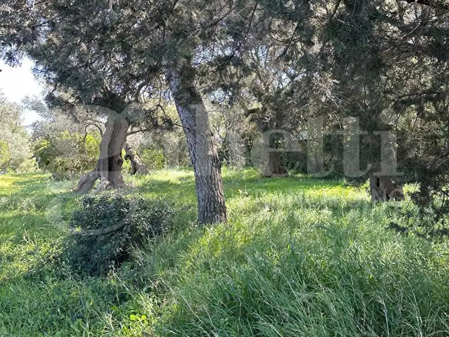 Immagine 2 di Terreno agricolo in vendita  in Contrada Urselli, sn a Ostuni