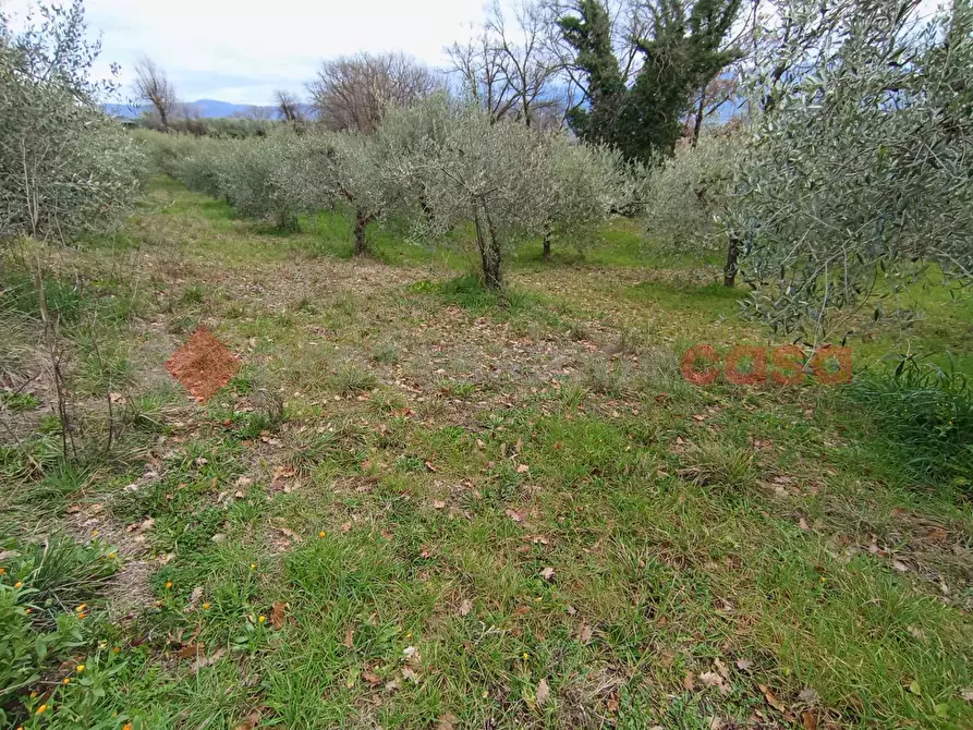 Immagine 5 di Terreno agricolo in vendita  in Via frazione Morgnano a Spoleto