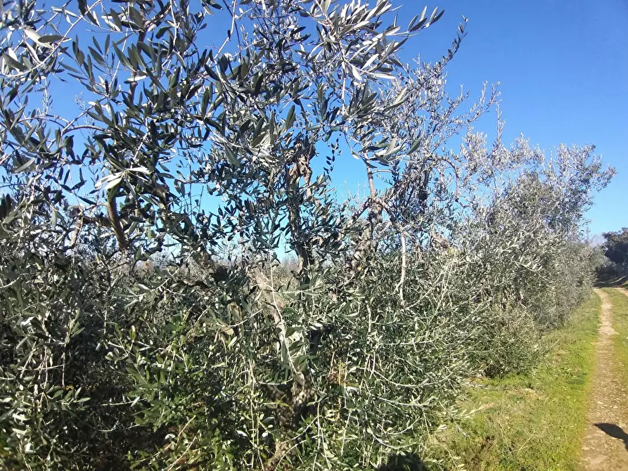 Immagine 4 di Terreno agricolo in vendita  in Via Provinciale di Malmantile a Castelfiorentino