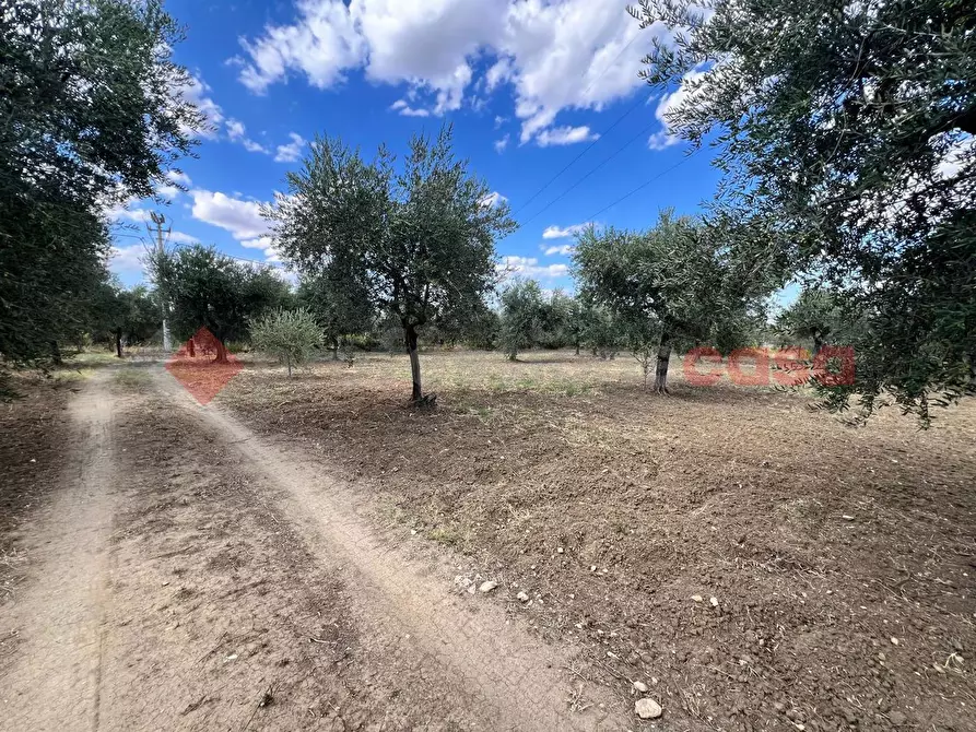 Immagine 3 di Terreno agricolo in vendita  in Contrada GORIZZE, SNC a Barile