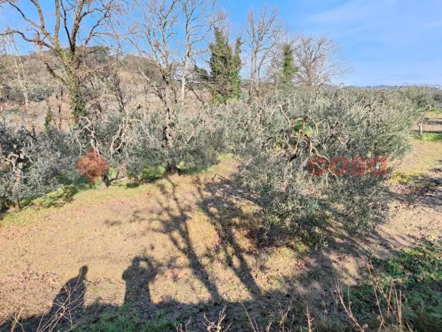 Immagine 7 di Terreno agricolo in vendita  in Via vallone a Castelfiorentino