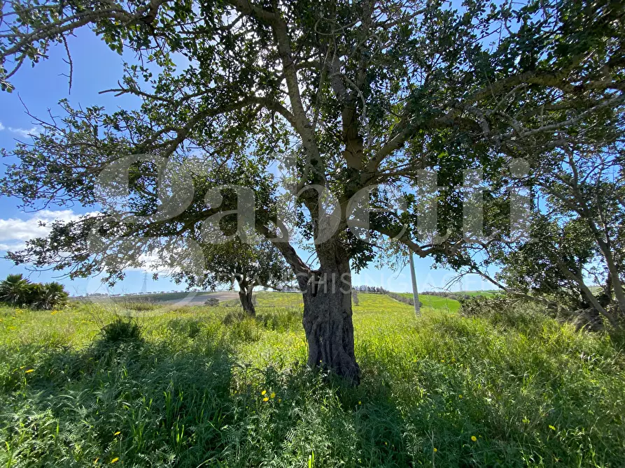 Immagine 11 di Terreno agricolo in vendita  in Strada provinciale, 56 a Noto