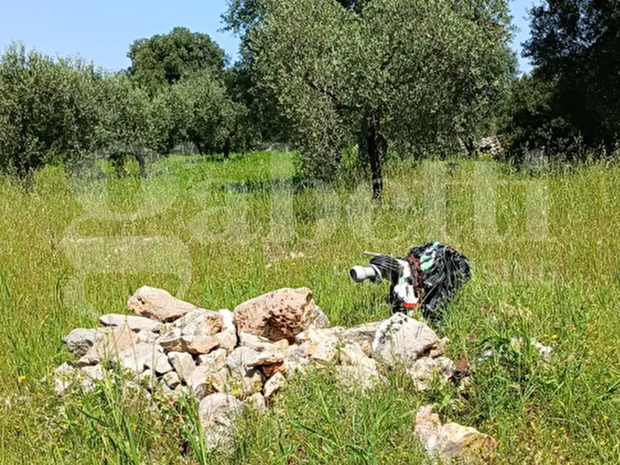 Immagine 18 di Terreno agricolo in vendita  in Contrada Impisi, sn a Ostuni