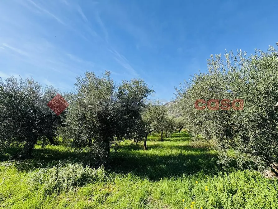 Immagine 5 di Terreno agricolo in vendita  in Via SELVOTTA, 40 a Terracina