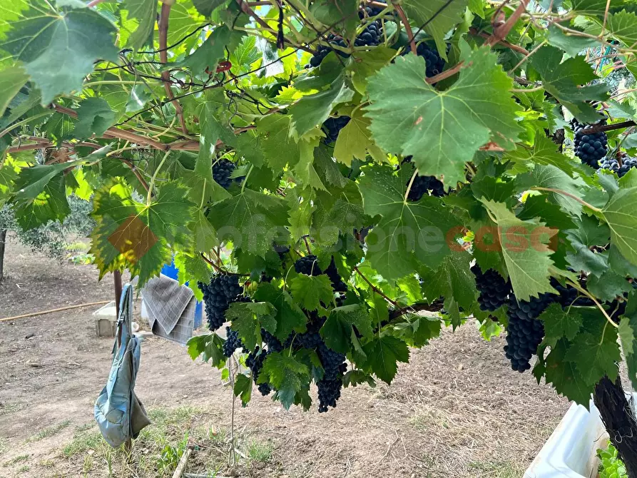 Immagine 7 di Terreno agricolo in vendita  in Contrada GORIZZE, SNC a Barile