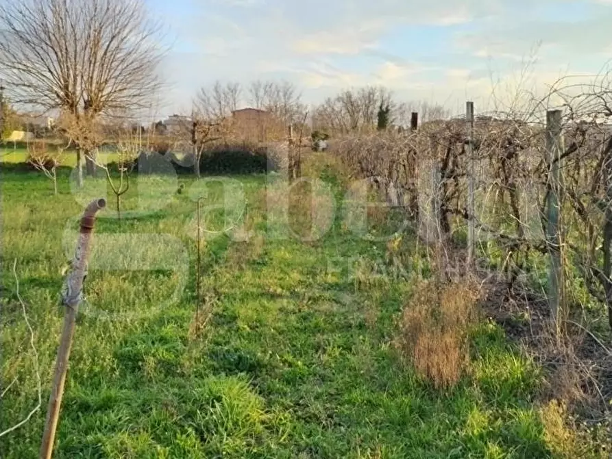 Immagine 3 di Terreno agricolo in vendita  in Contrada limitone, 10 a Sant'antimo