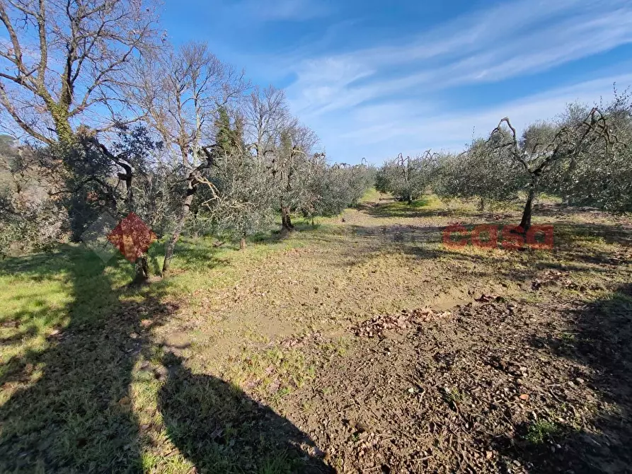 Immagine 5 di Terreno agricolo in vendita  in Via vallone a Castelfiorentino
